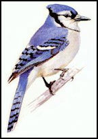 Bluejay